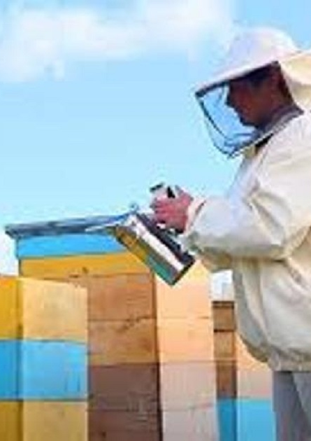 Три метода усиления пчелиных семей печатным расплодом